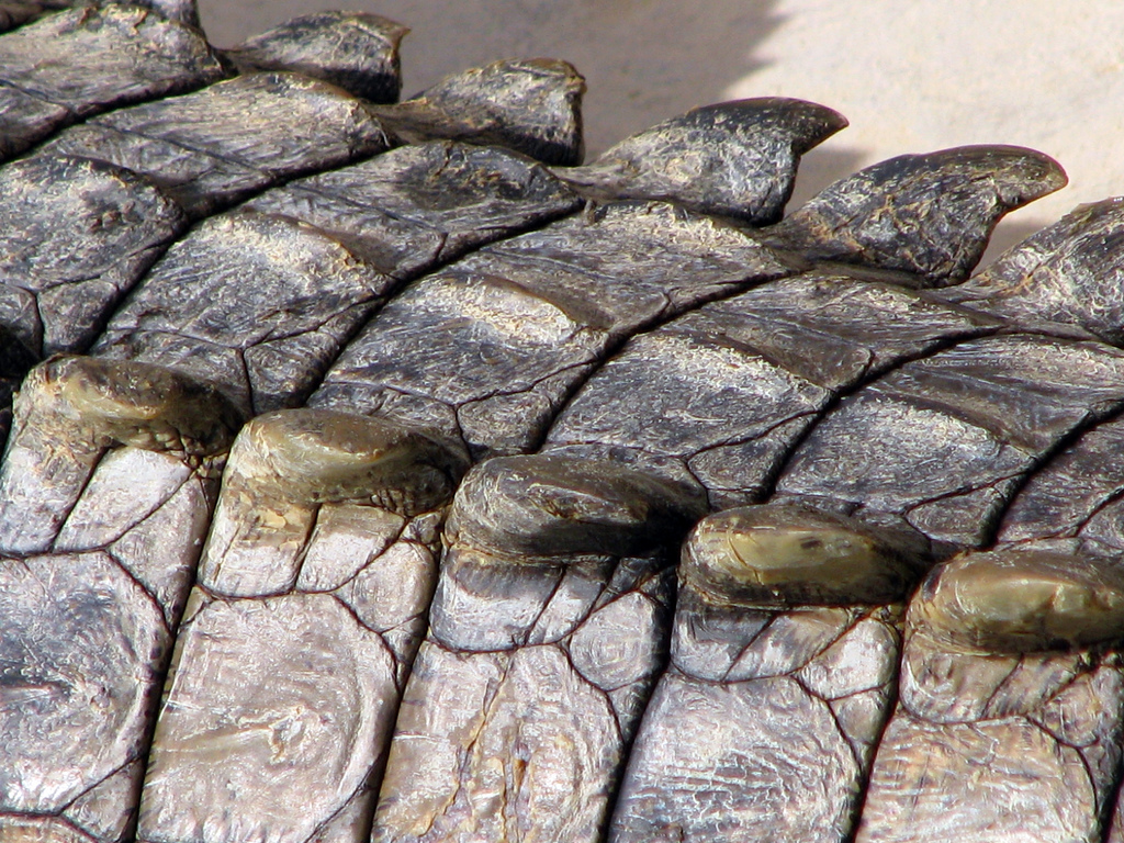 Tough scales of a crocodile